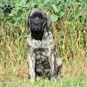 Alice, English Mastiff Puppy